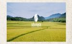 Sếu Rice